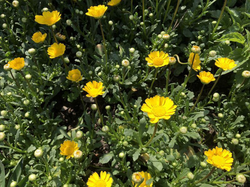 黄晶菊种子花籽春俏菊秋播耐寒园林园艺庭院花卉景观花海