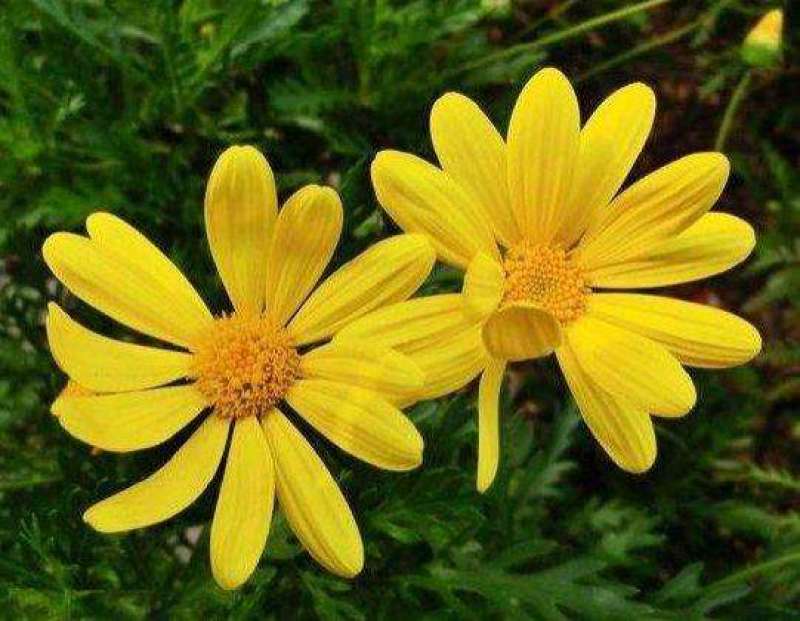 黄晶菊种子花籽春俏菊秋播耐寒园林园艺庭院花卉景观花海