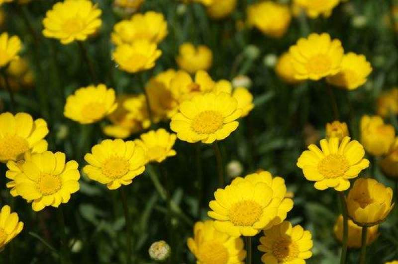 黄晶菊种子花籽春俏菊秋播耐寒园林园艺庭院花卉景观花海