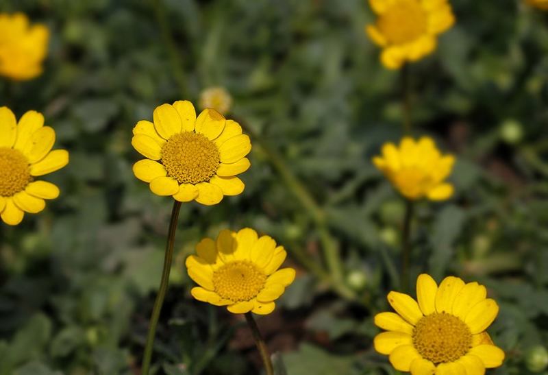 黄晶菊种子花籽春俏菊秋播耐寒园林园艺庭院花卉景观花海