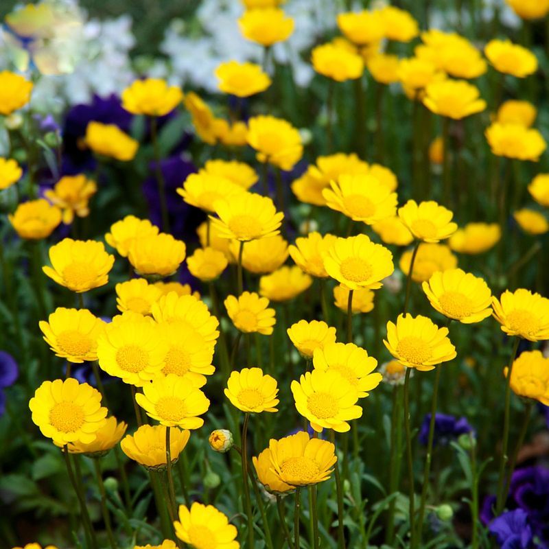 黄晶菊种子花籽春俏菊秋播耐寒园林园艺庭院花卉景观花海