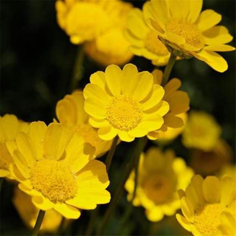黄晶菊种子花籽春俏菊秋播耐寒园林园艺庭院花卉景观花海