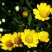 黄晶菊种子花籽春俏菊秋播耐寒园林园艺庭院花卉景观花海