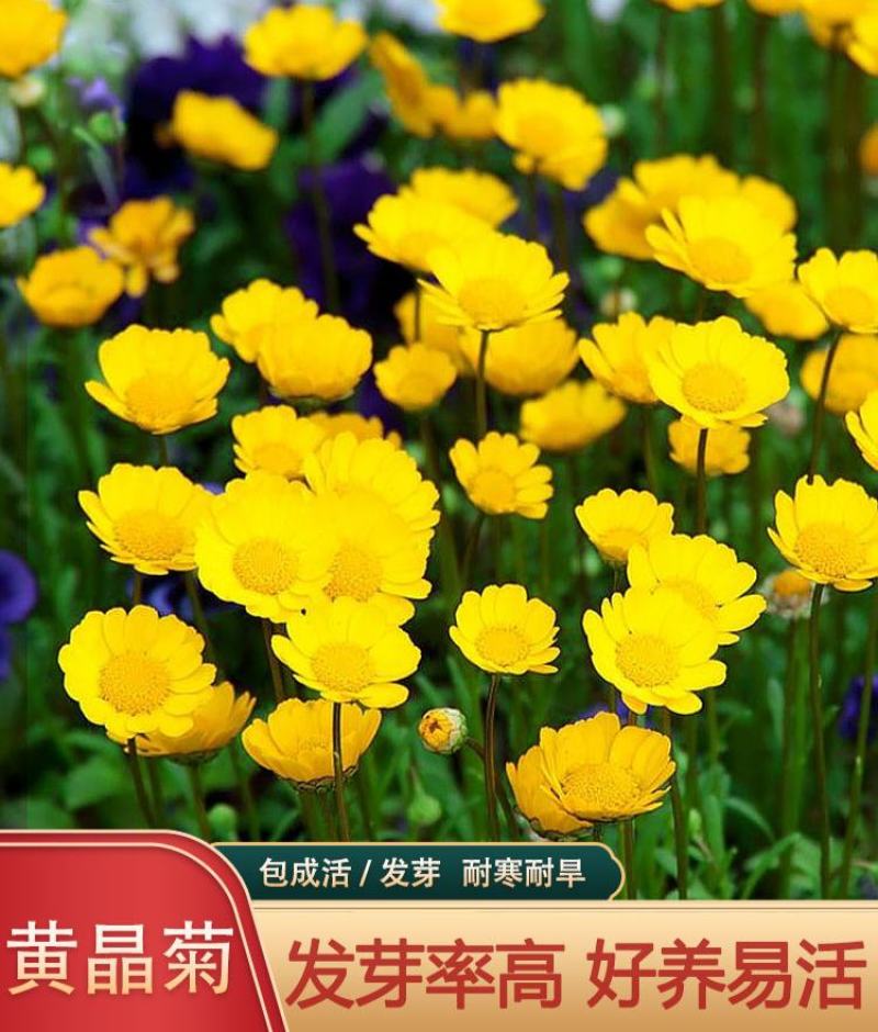 黄晶菊种子花籽春俏菊秋播耐寒园林园艺庭院花卉景观花海