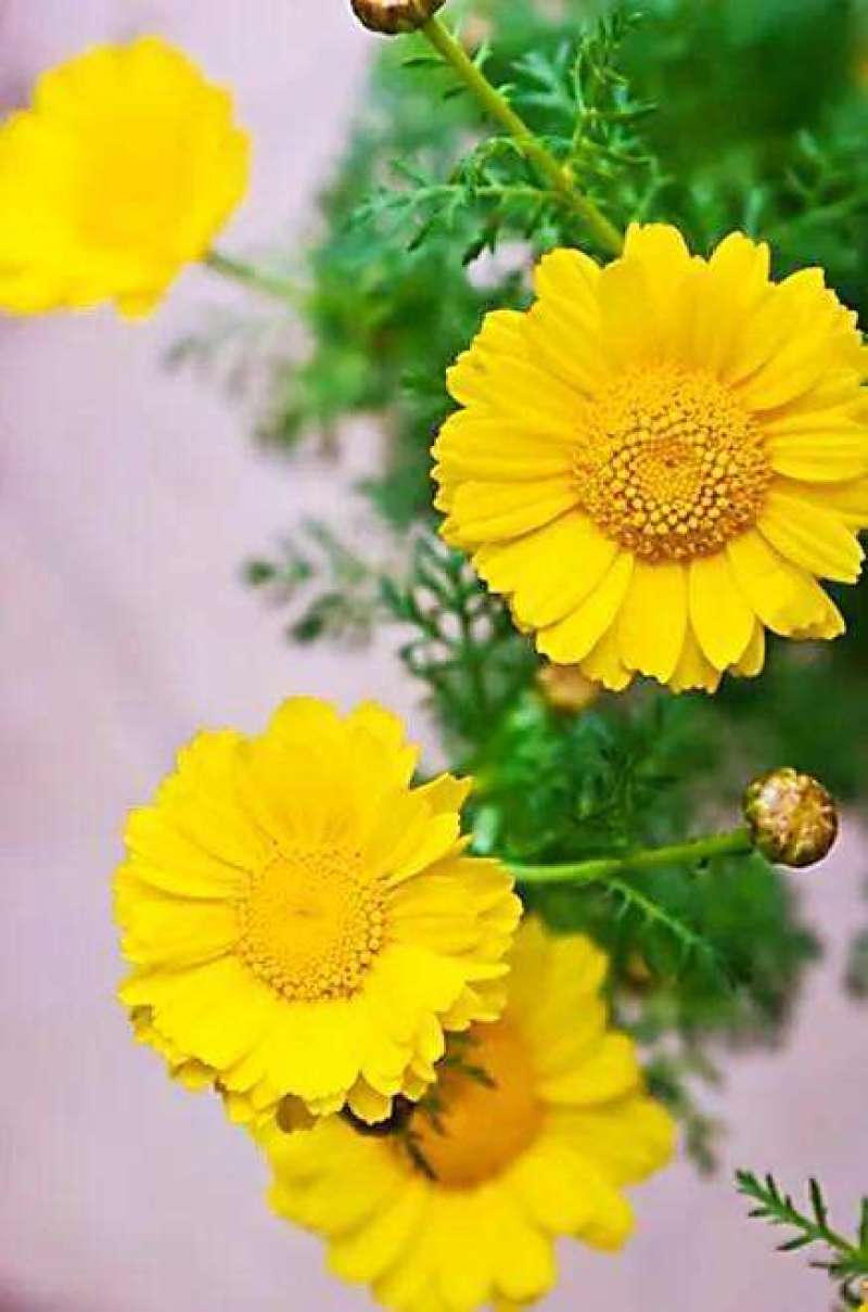 黄晶菊种子花籽春俏菊秋播耐寒园林园艺庭院花卉景观花海