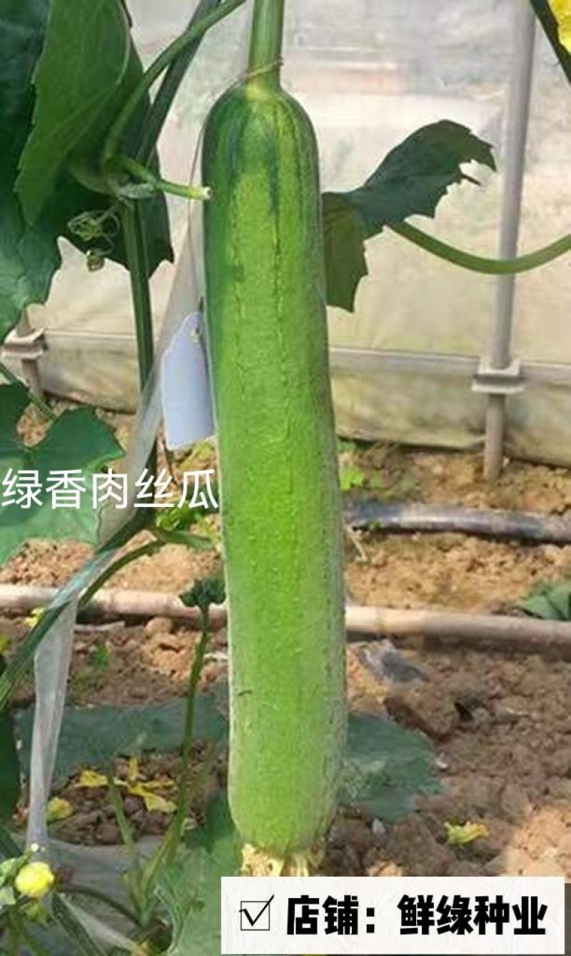 绿香肉丝瓜早熟杂交种肉质细腻品质佳商品性优