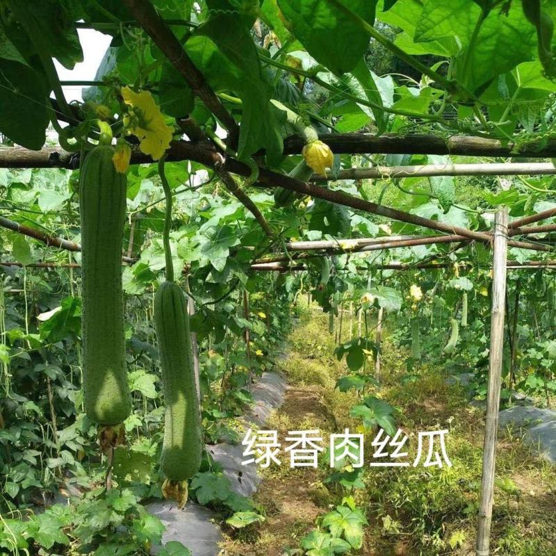 绿香肉丝瓜早熟杂交种肉质细腻品质佳商品性优