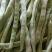 白芸豆，白不老，白豆。刚刚上市有需求的老板联系，可代发。