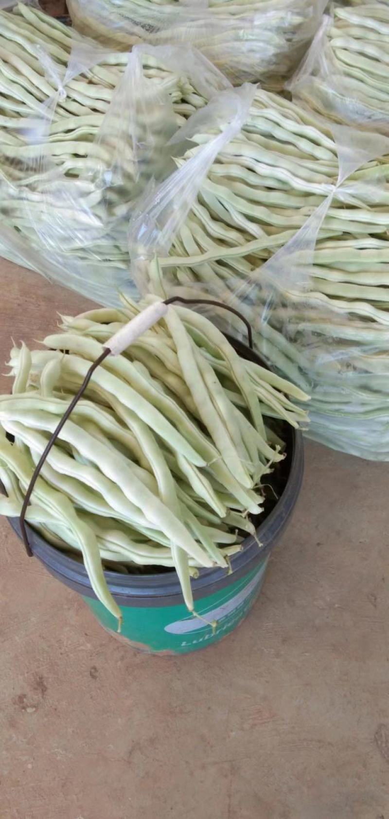 白芸豆，白不老，白豆。刚刚上市有需求的老板联系，可代发。