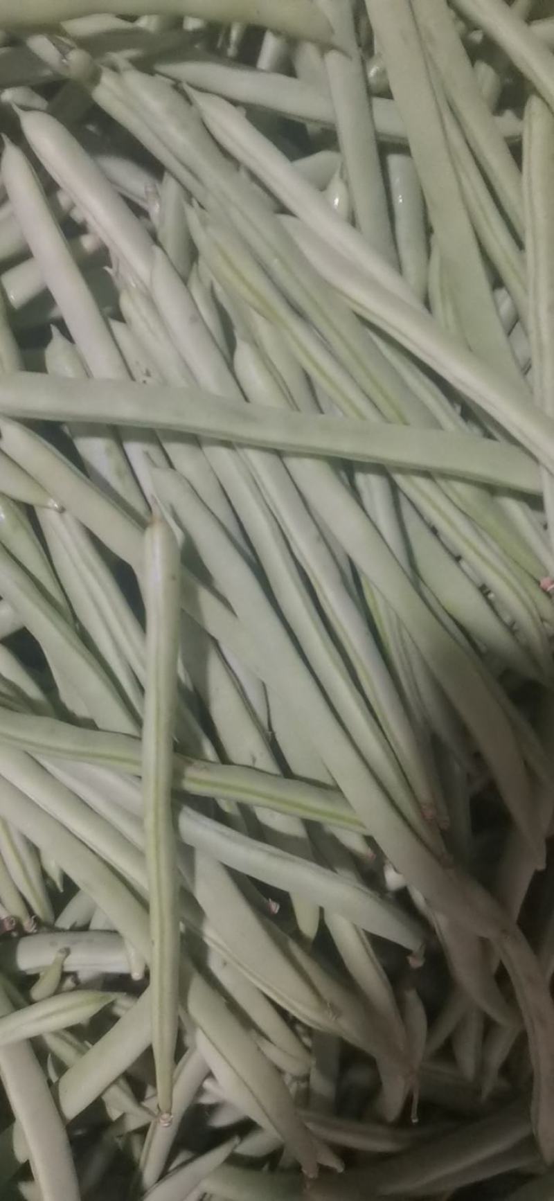 白芸豆，白不老，白豆。刚刚上市有需求的老板联系，可代发。