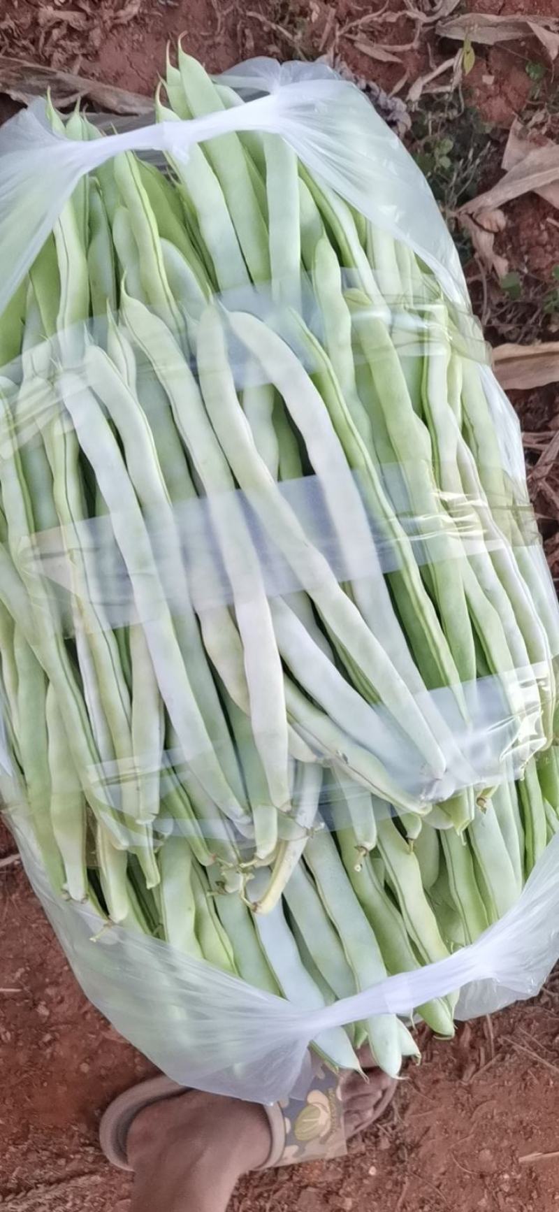 白芸豆，白不老，白豆。刚刚上市有需求的老板联系，可代发。