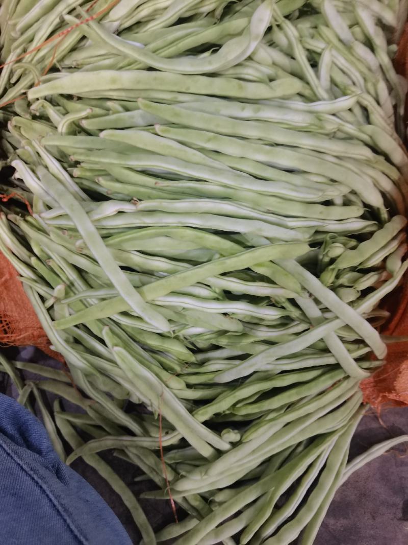 白芸豆，白不老，白豆。刚刚上市有需求的老板联系，可代发。