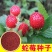 蛇莓种子野生草莓多年生园林地被花籽草坪点缀庭院盆栽花