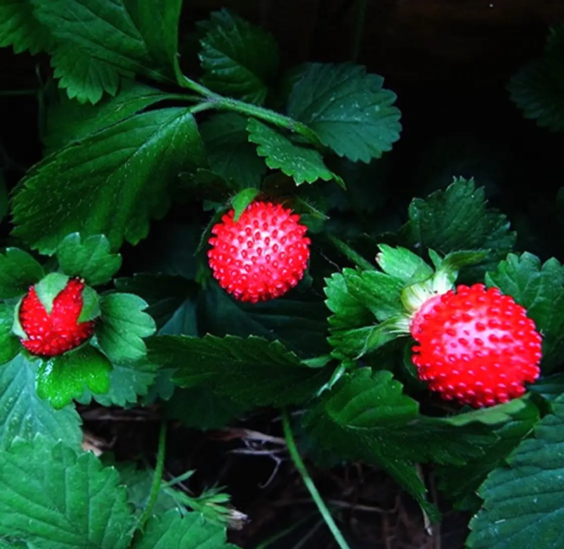 蛇莓种子野生草莓多年生园林地被花籽草坪点缀庭院盆栽花