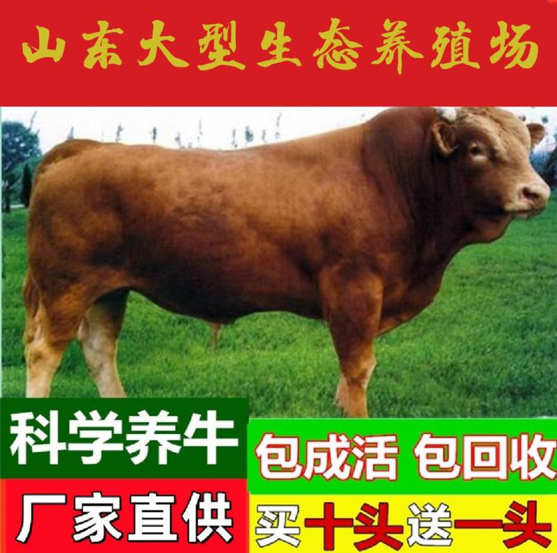 黄牛犊鲁西黄牛五元杂交黄牛质量保证包运输