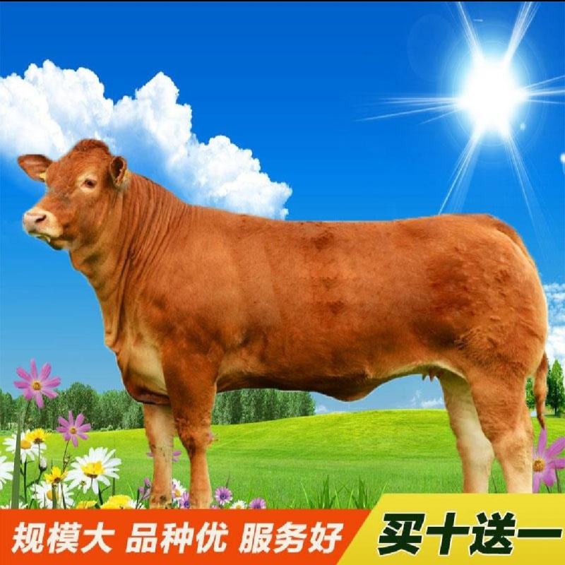 黄牛犊鲁西黄牛五元杂交黄牛质量保证包运输