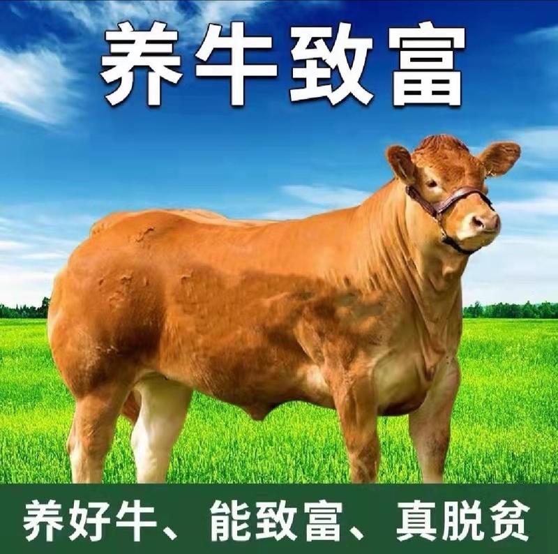 黄牛犊鲁西黄牛五元杂交黄牛质量保证包运输