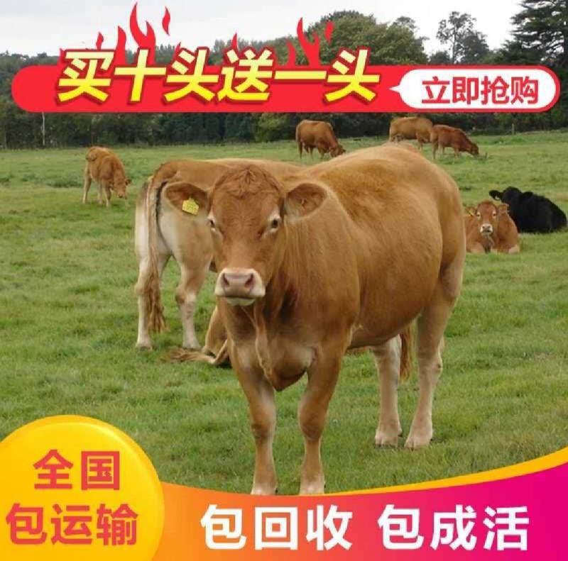 黄牛犊鲁西黄牛五元杂交黄牛质量保证包运输