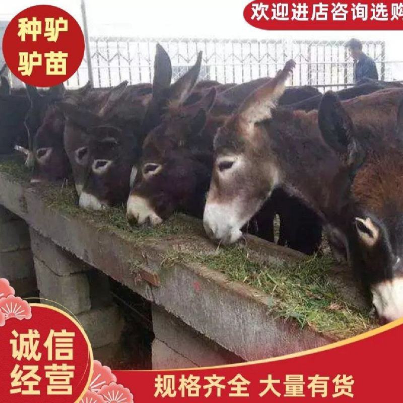 公驴母驴架子驴肉驴苗生长速度快，适合全国各地养殖