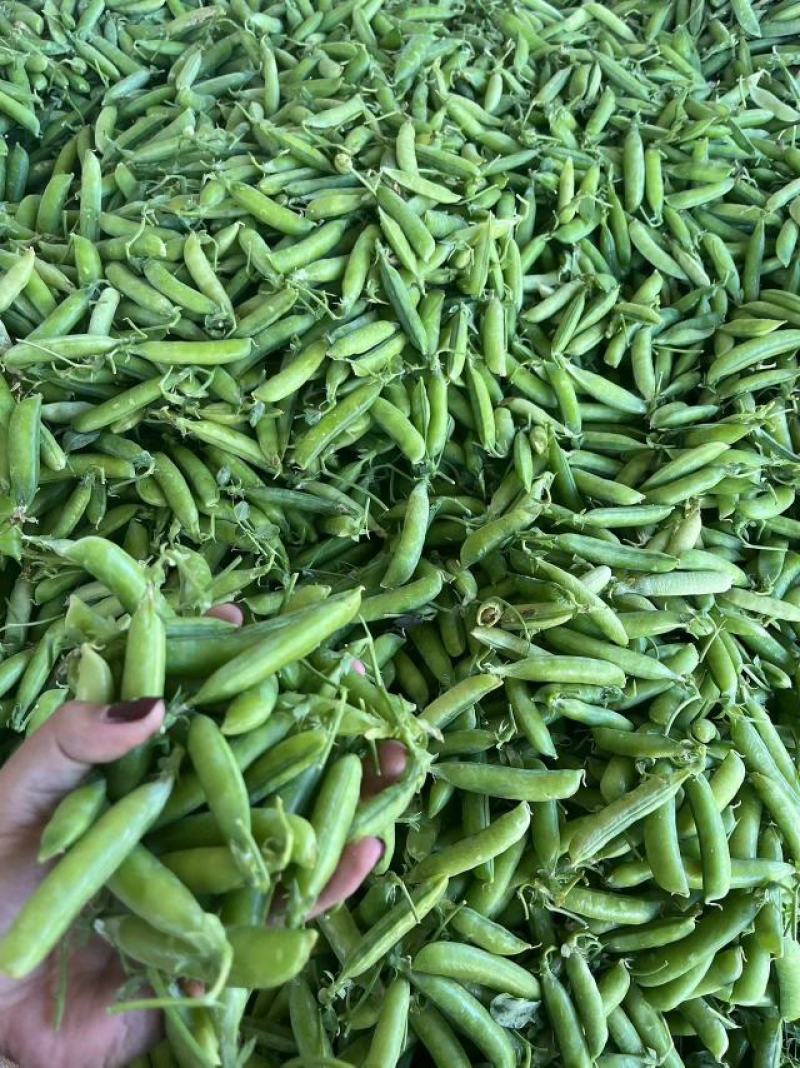 大白豌豆，中豌。长寿仁，电商货，市场货
