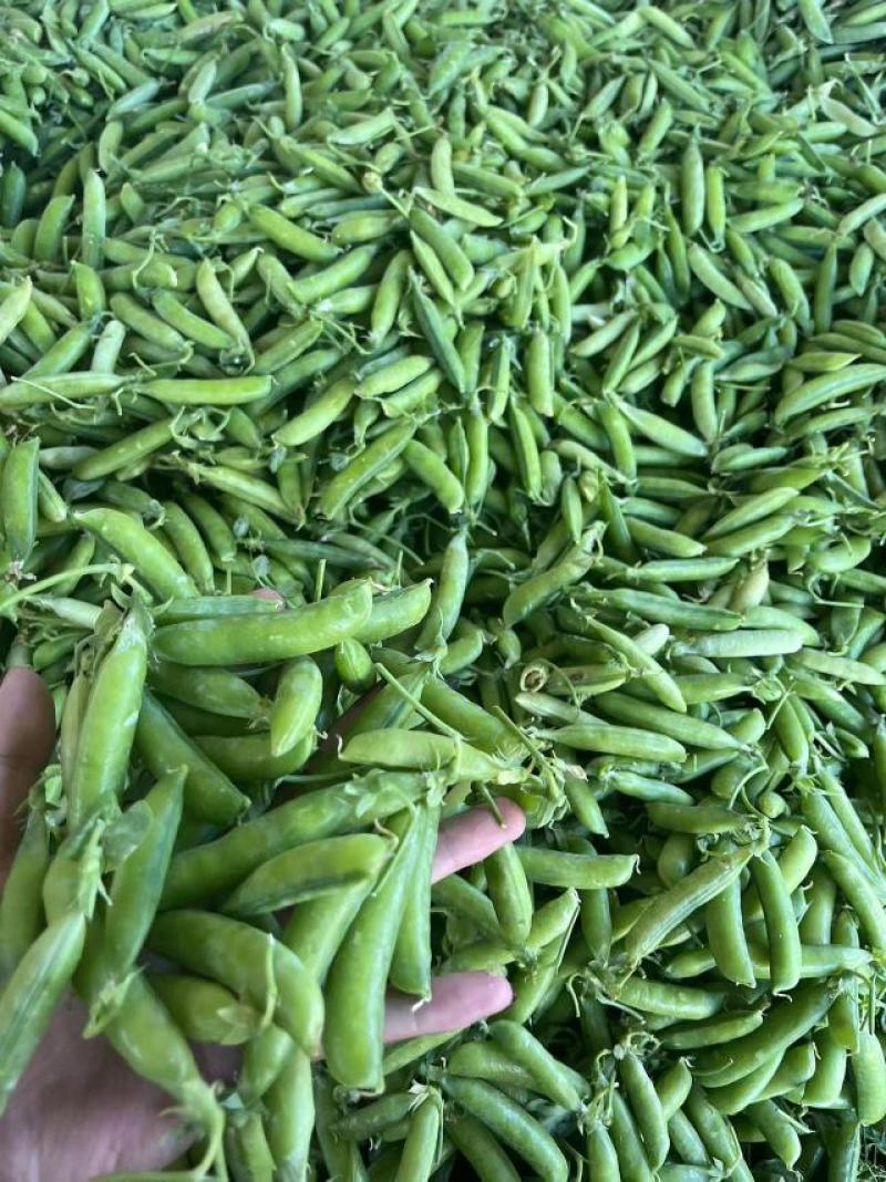大白豌豆，中豌。长寿仁，电商货，市场货