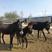 公驴母驴架子驴肉驴苗生长速度快，适合全国各地养殖