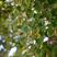 椴树种子康椴树紫椴种子千层皮火绳树青科榔国产大叶椴种子