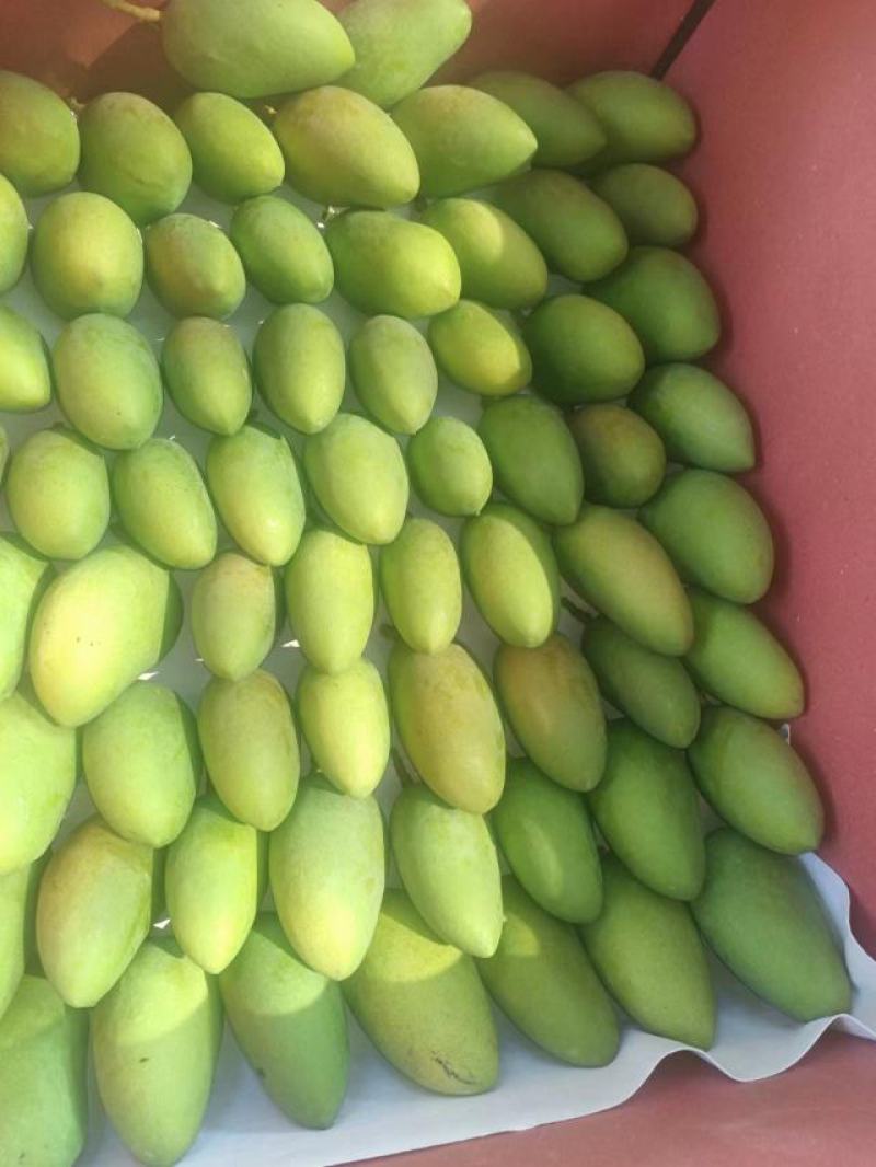 海南小台芒大量供应上市
