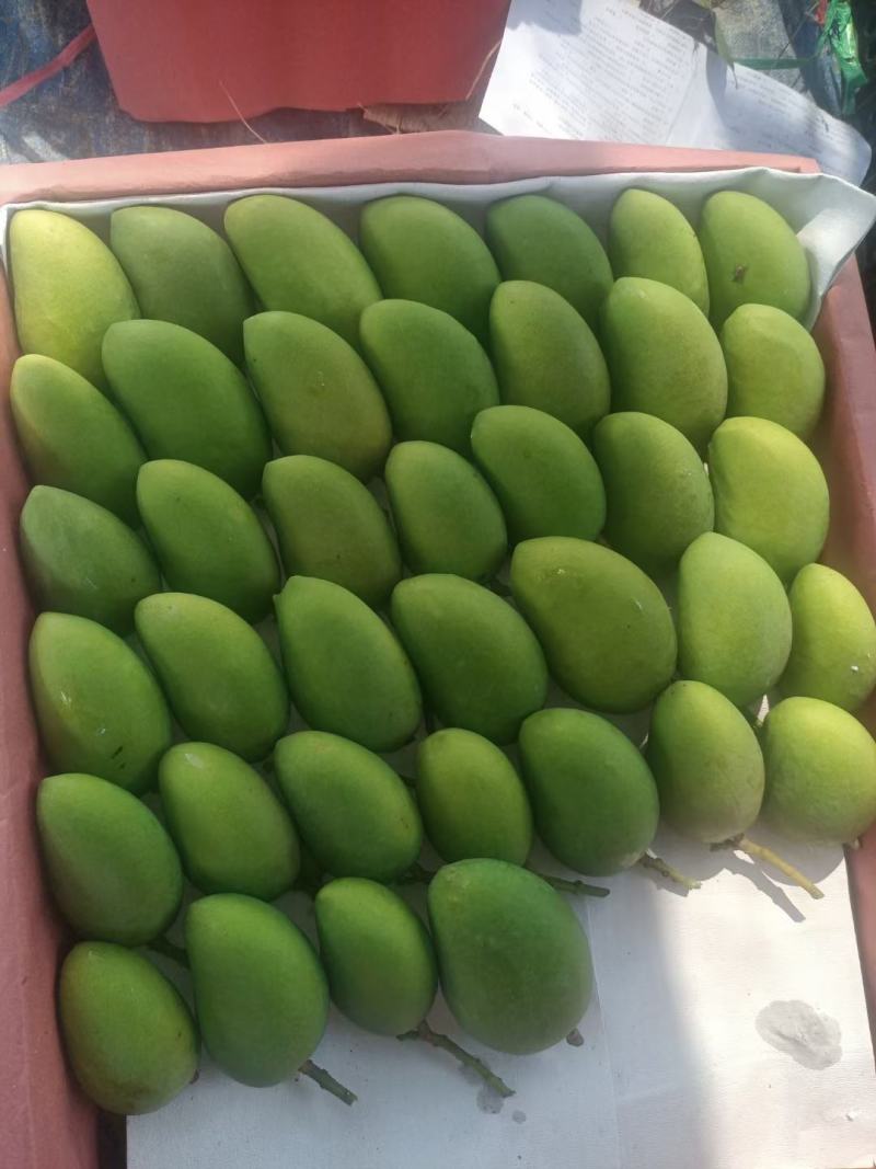 海南小台芒大量供应上市