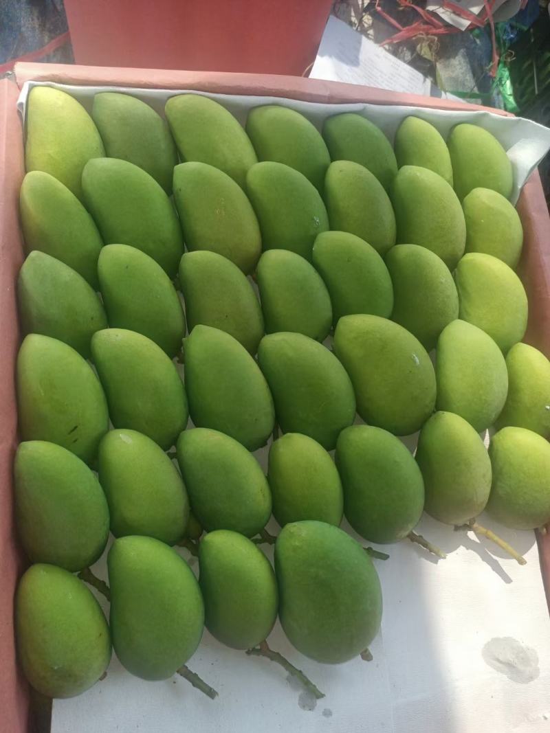 海南小台芒大量供应上市