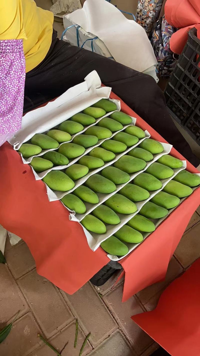 海南小台芒大量供应上市