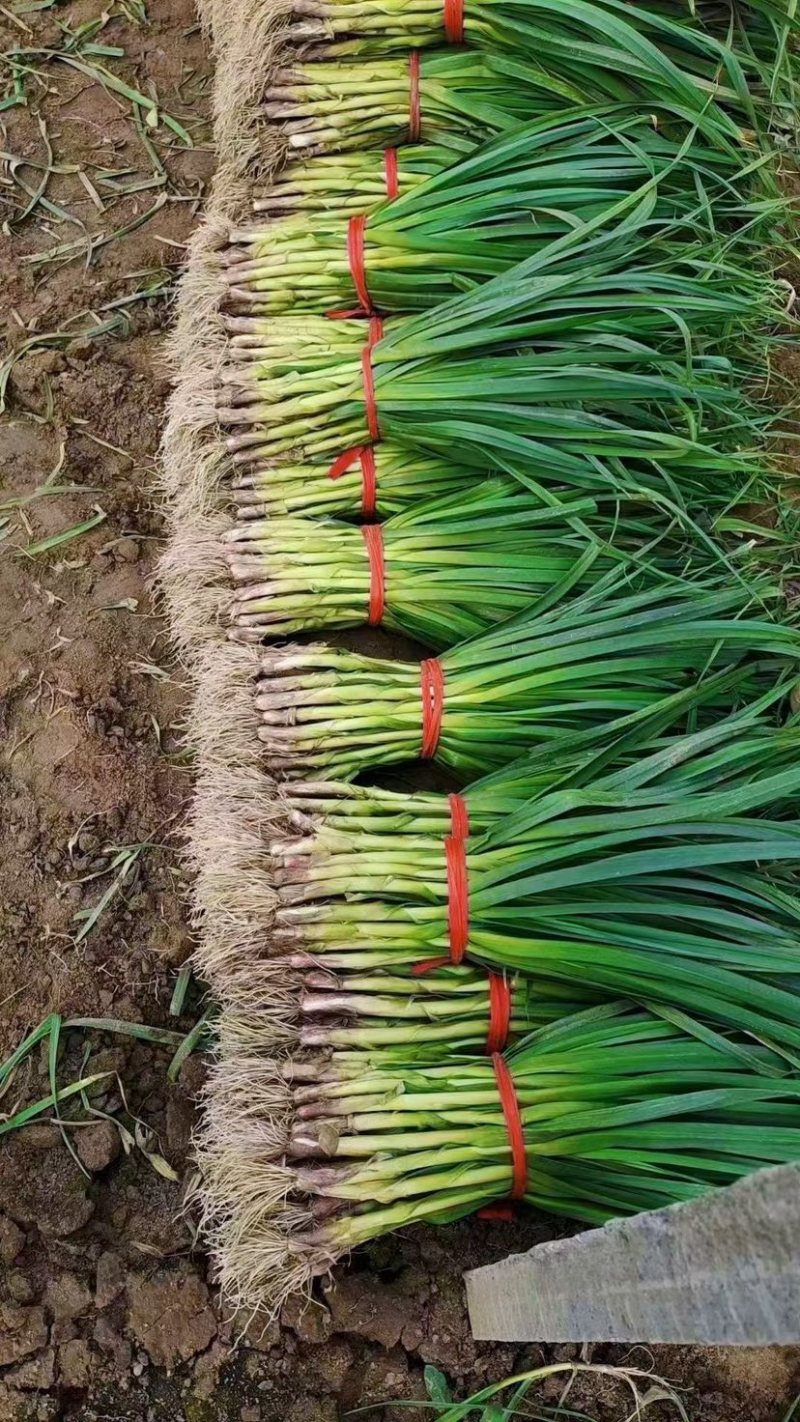 河北邯郸本地蒜苗大量现货供应可视频观看量大，从优