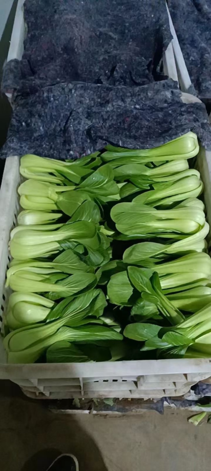 河北邯郸本地小油菜大量现货供应可视频在线观看量大从优