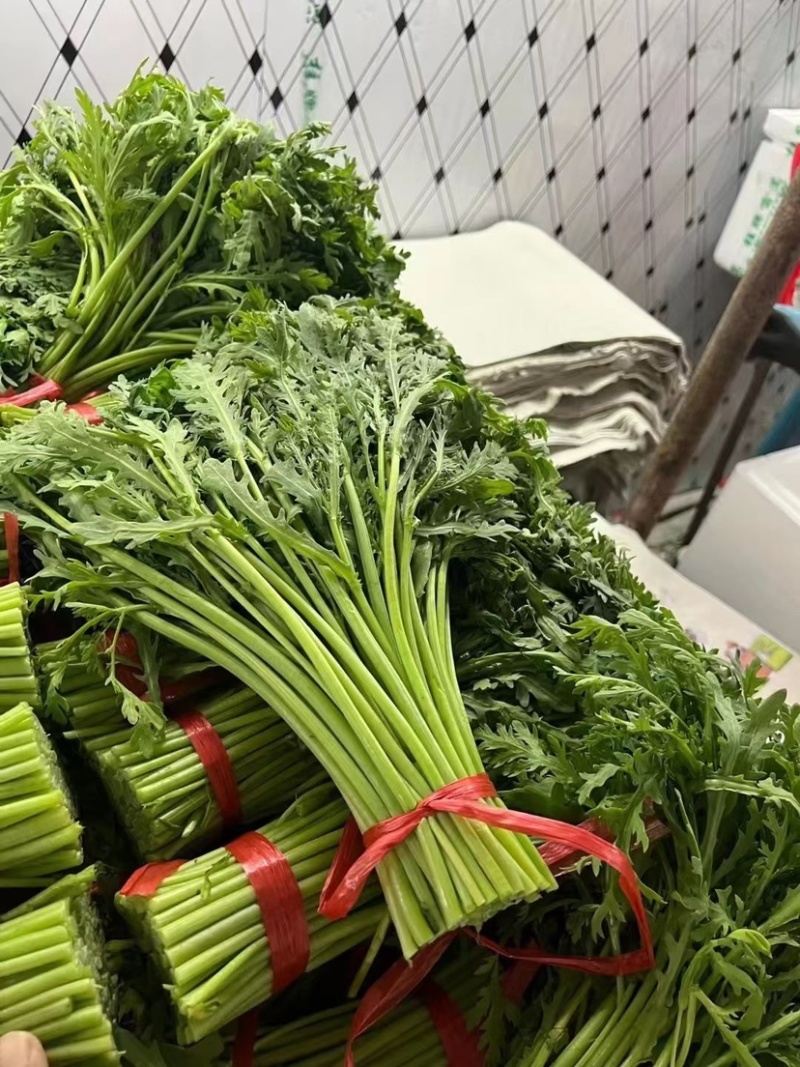 河北邯郸本地茼蒿大量现货供应可视频在线观看量大从优