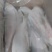白力鱼，力鱼，勒鱼