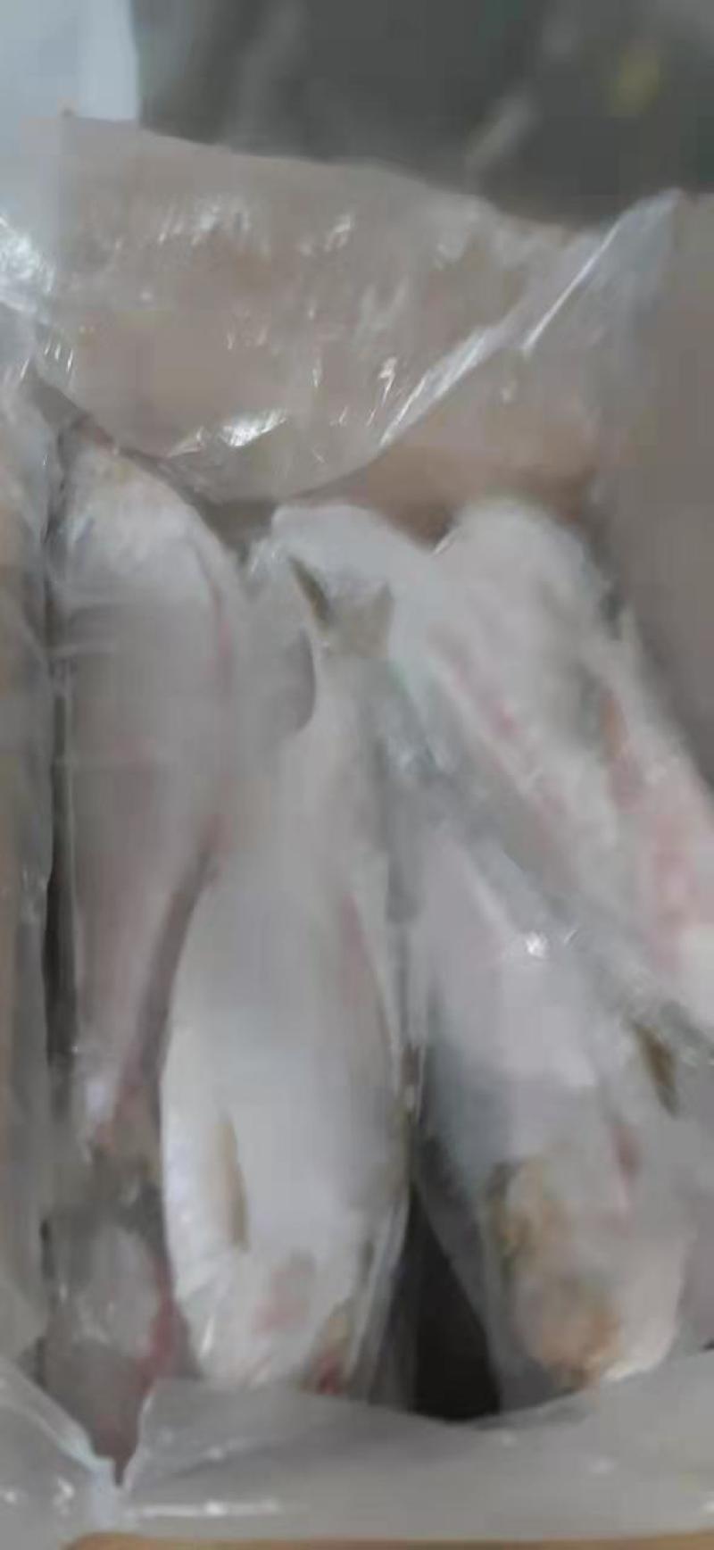 白力鱼，力鱼，勒鱼