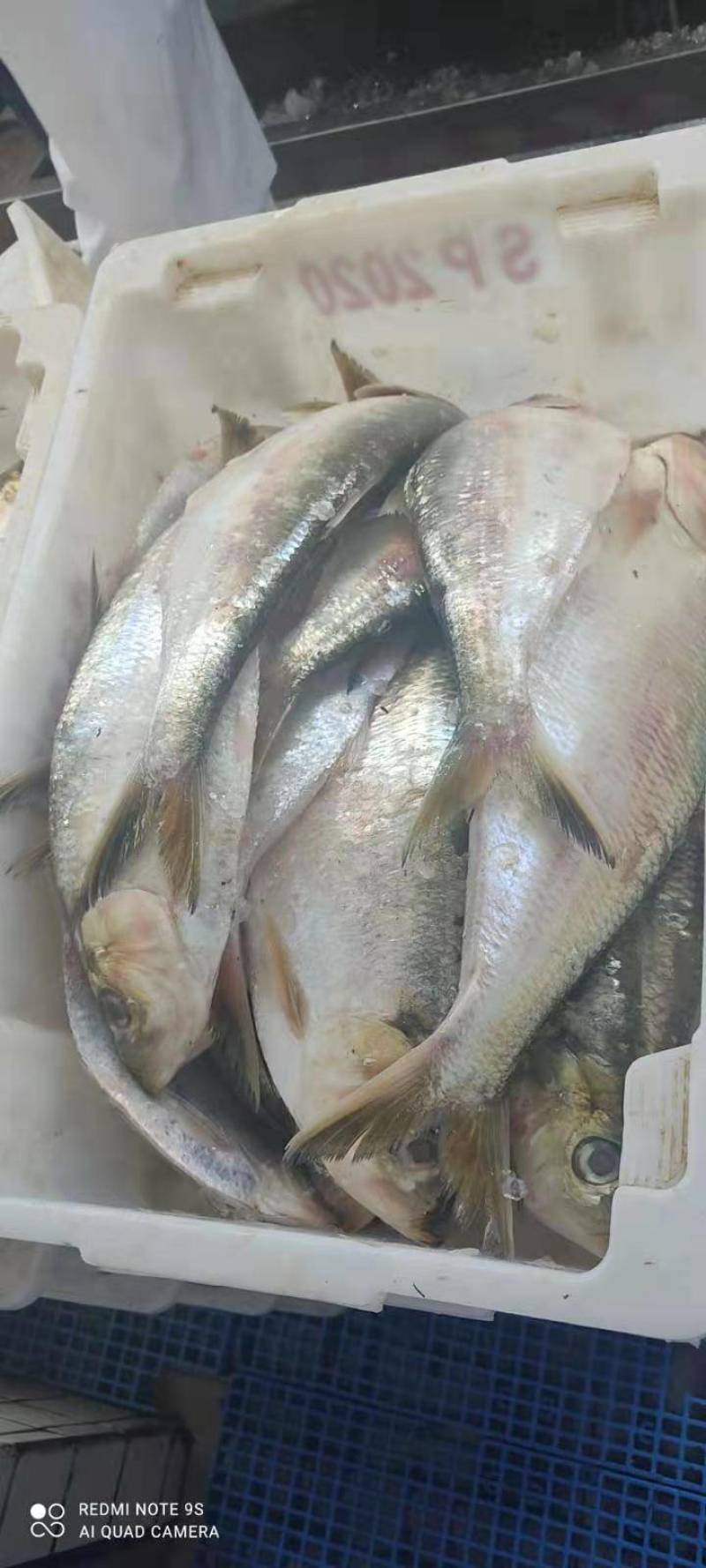 白力鱼，力鱼，勒鱼