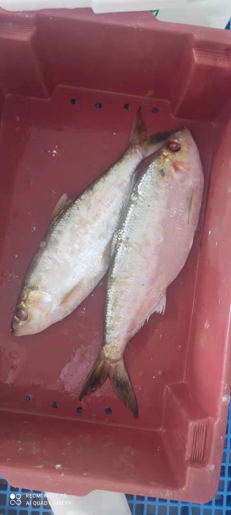白力鱼，力鱼，勒鱼