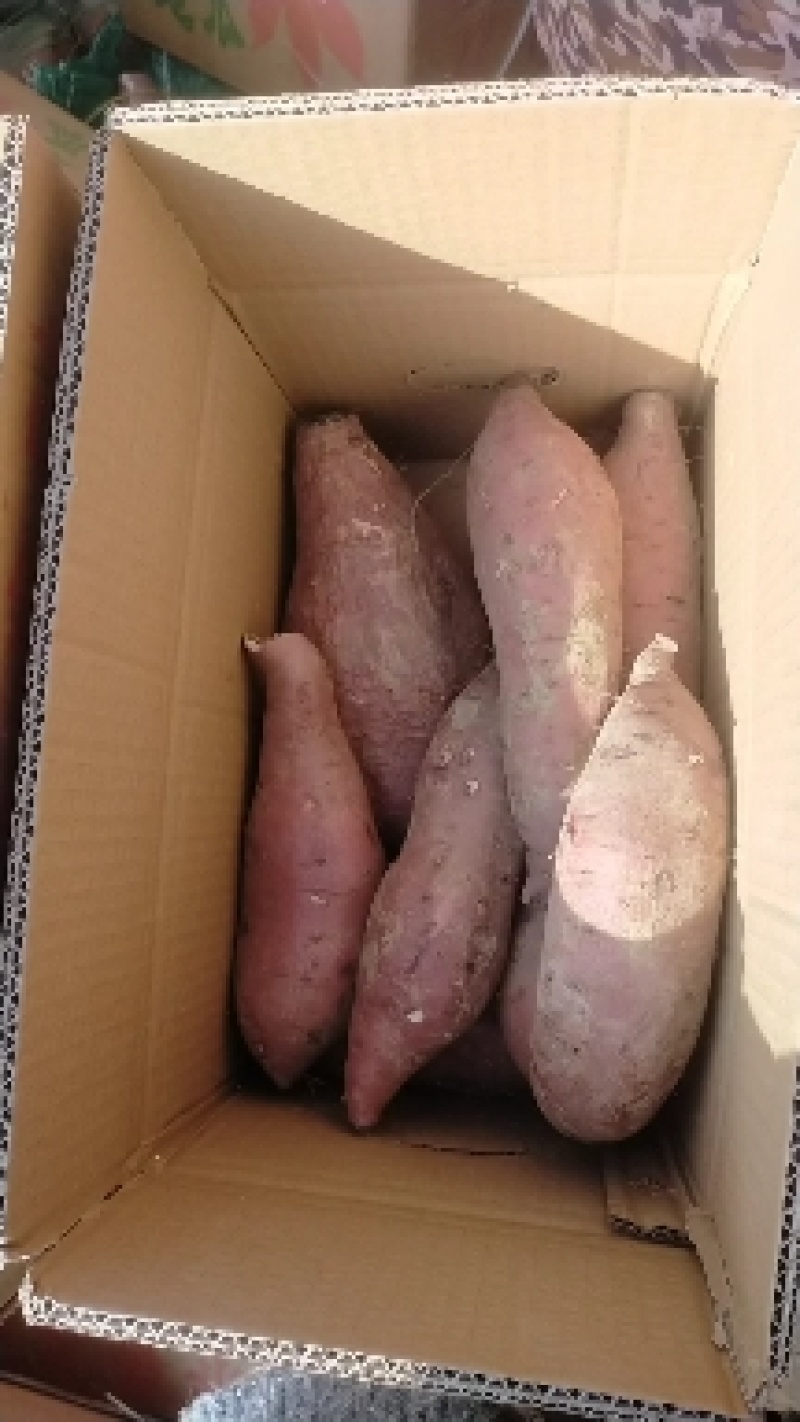 商薯精品红薯产地直发量大价优对接各级商超欢迎致电咨询