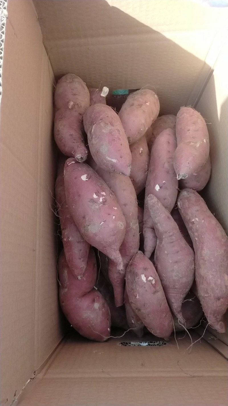 商薯精品红薯产地直发量大价优对接各级商超欢迎致电咨询