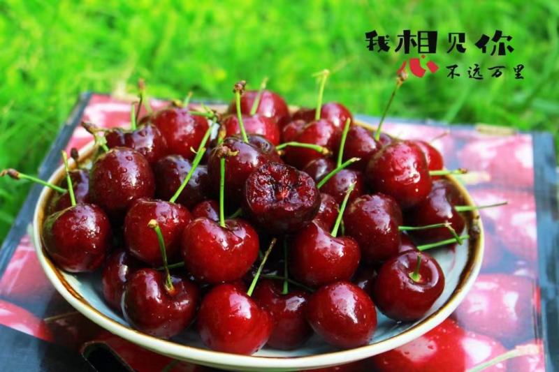 智利车厘子，顺丰一件代发，次日达，对接电商