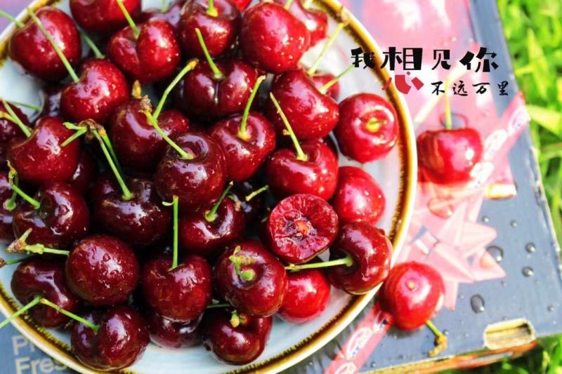 智利车厘子，顺丰一件代发，次日达，对接电商