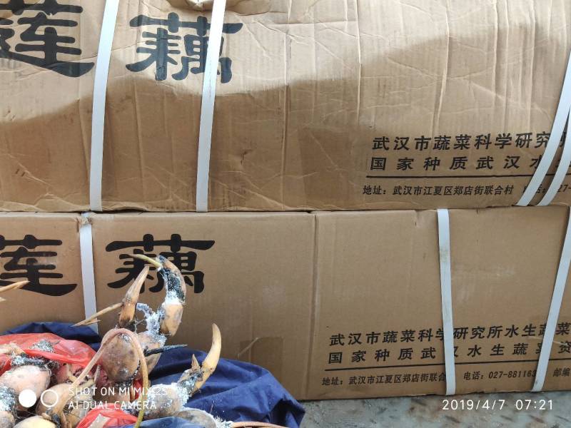 赛珍珠，极早熟藕，鄂莲10号，莲藕苗