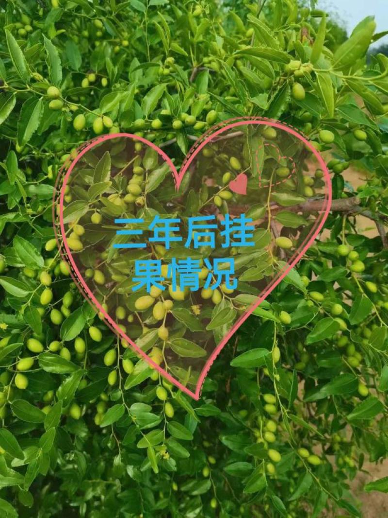 山东酸枣苗，现挖现发死苗补发提供技术指导，可视频看货