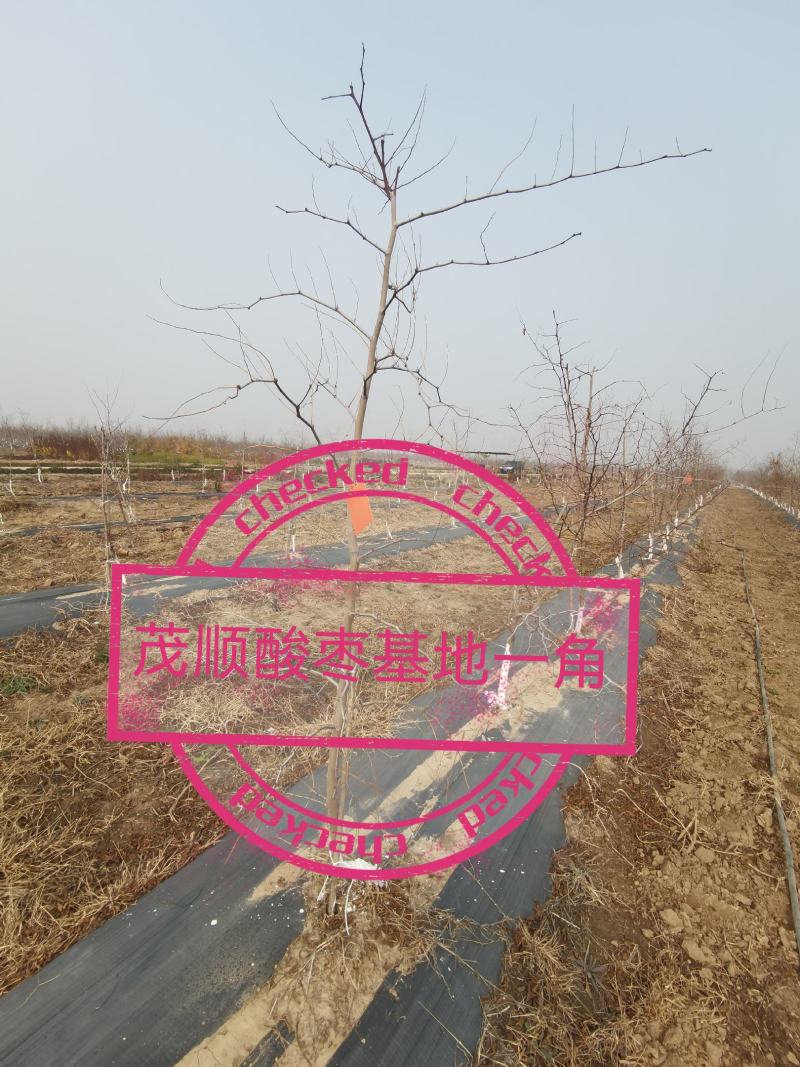 山东酸枣苗，现挖现发死苗补发提供技术指导，可视频看货