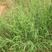 进口马唐草种子保证出芽率护坡草籽护坡草坪种子匍匐草