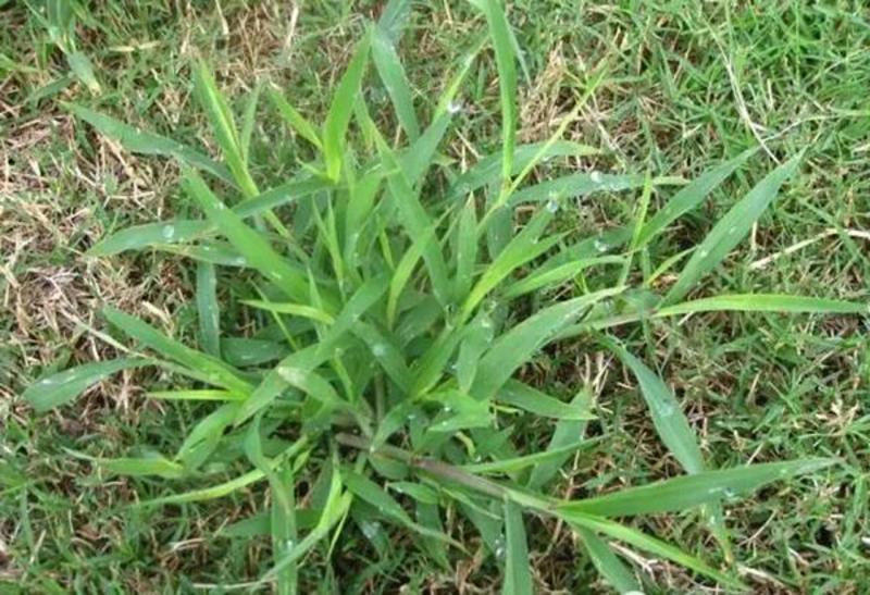 进口马唐草种子保证出芽率护坡草籽护坡草坪种子匍匐草