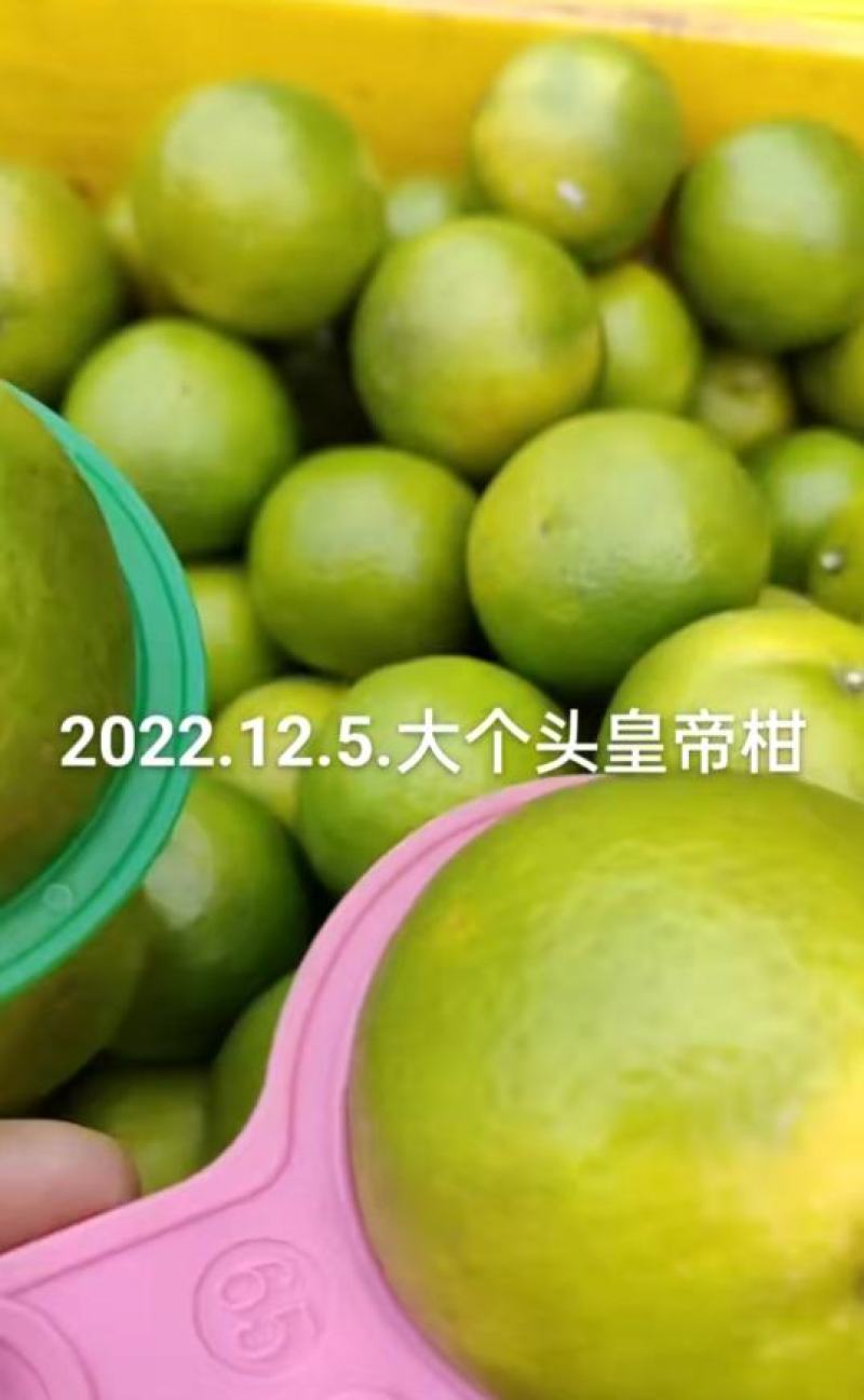 正宗皇帝柑新鲜贡柑大果当季水果甜橘砂糖桔沃柑产地
