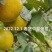 正宗皇帝柑新鲜贡柑大果当季水果甜橘砂糖桔沃柑产地