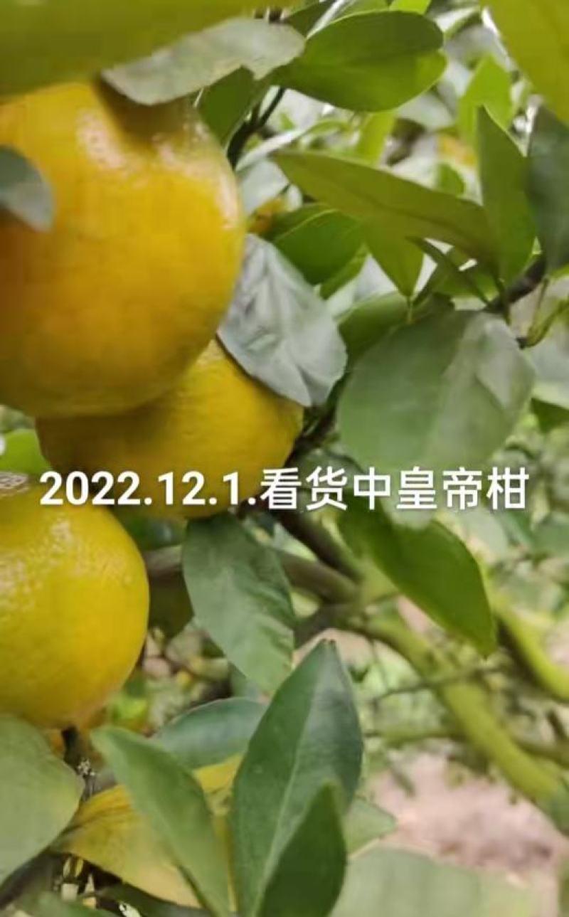 正宗皇帝柑新鲜贡柑大果当季水果甜橘砂糖桔沃柑产地